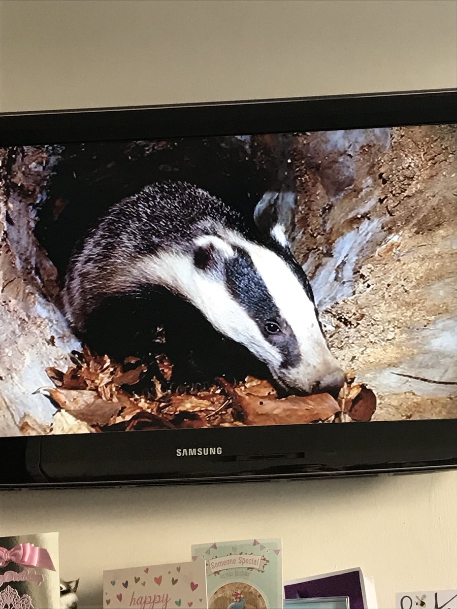 AshStewart93's tweet photo. @Rose_Henderson @Julia_Emm They are following us!! This just popped on to my TV!! #AngryBadger #followingus https://t.co/Uq0YbiEC4G