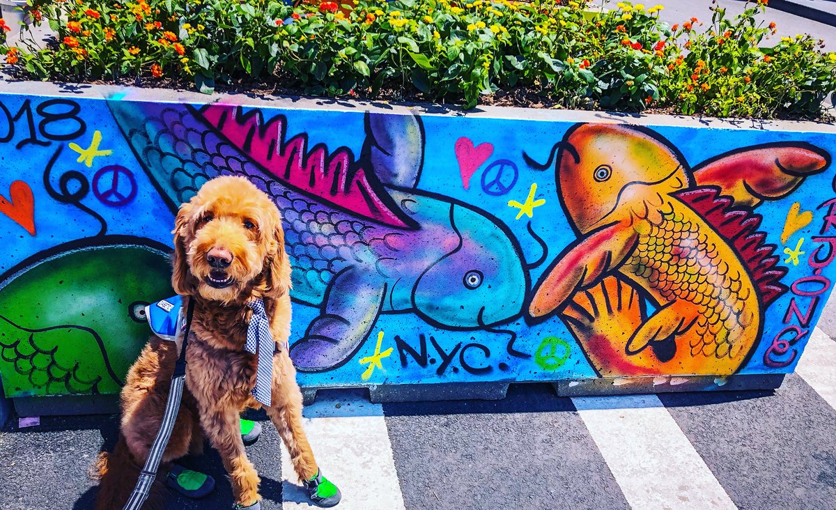 MorChuck21's tweet photo. In honor of #AllAmericanPetPhotoDay, #nyc a #servicedog & #art = #America
#ajlavilla #saviorelmundo #rjone #nycstreetart #streetart #weeklyfluff #ruffwear #streetmurals #2wtc #t1dadvocate #dogwithajob #diabeticalertdogs #dogsofnyc #downtowndogsofnyc #goldendoodles #gopetplan https://t.co/EpwjHXxgMt