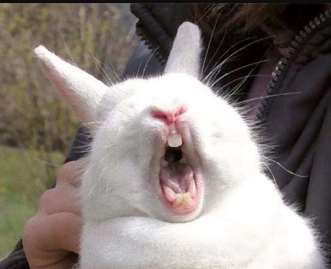 #Angrybunny. 