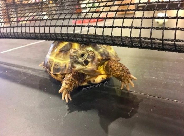 Turtles! (@turtlecentral) on Twitter photo 