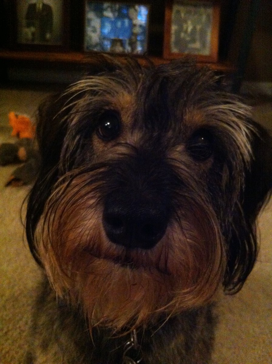 steve_sgreer's tweet photo. #AllAmericanPetPhotoDay https://t.co/gJMZE3MJpO