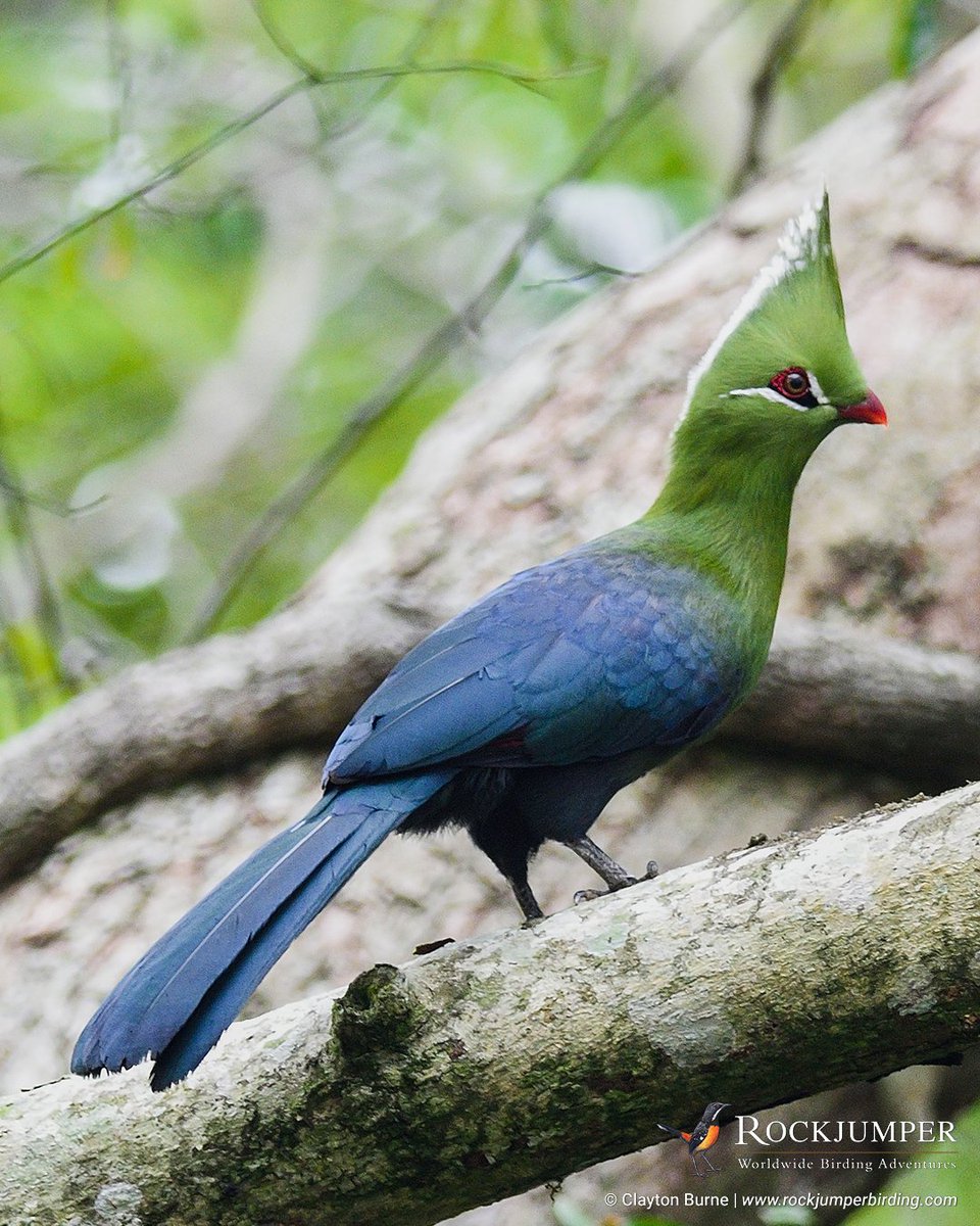 RockjumperTours's tweet image. Photo of the Day – Livingstone’s Turaco (Tauraco livingstonii) © Clayton Burne in Mozambique

@ZEISSBirding 
#RockjumperBirding #turaco