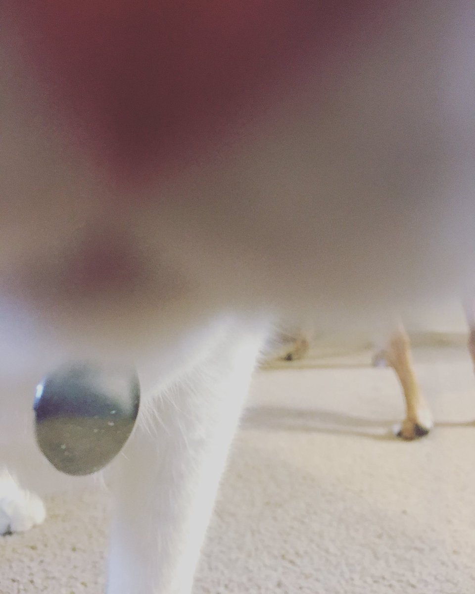 PadawanGirl's tweet image. For every good pet photo you get, there’s about 30 of them that look something like this. #petparentproblems