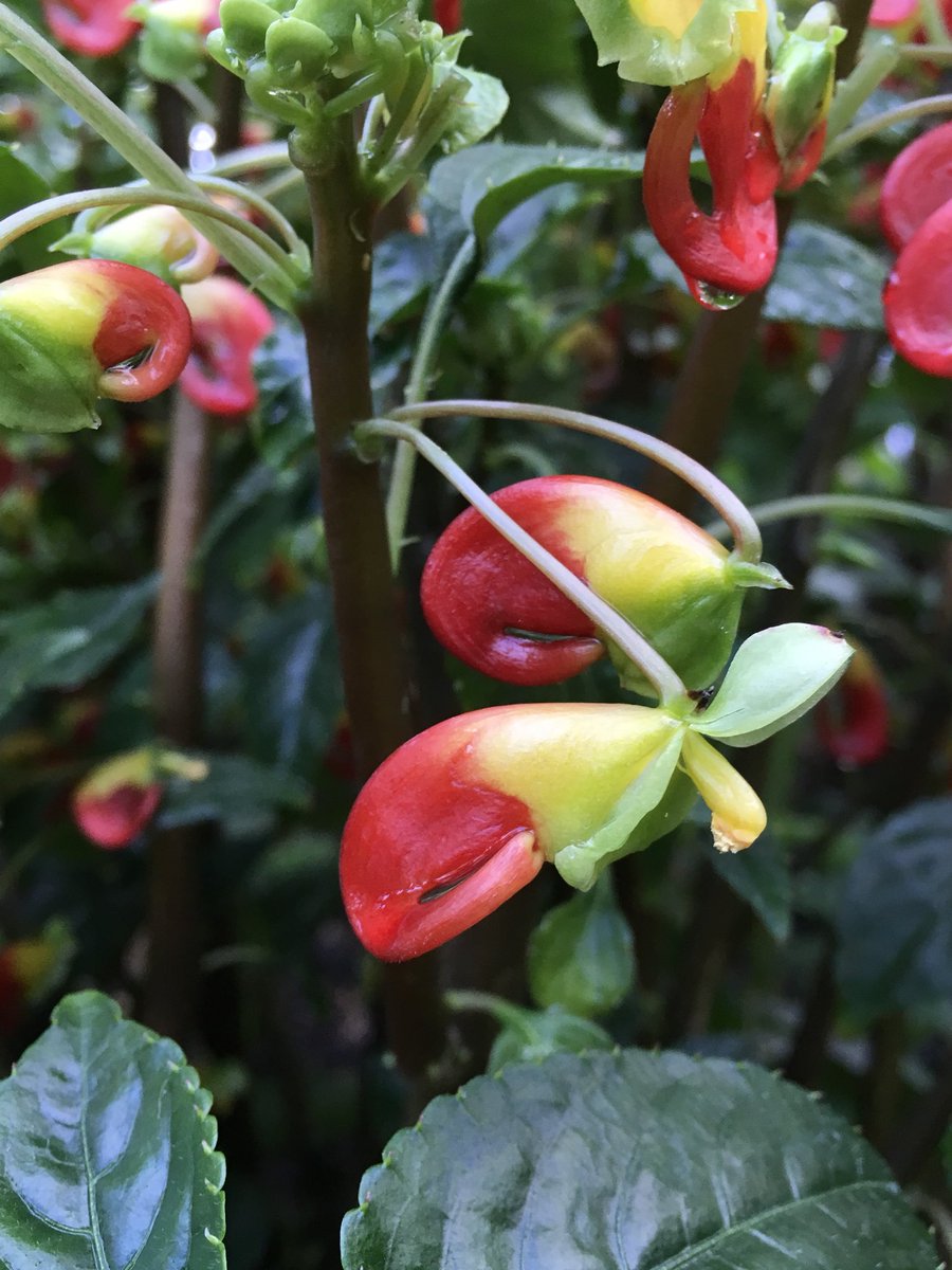 congo cockatoo plant congo cockatoo plant