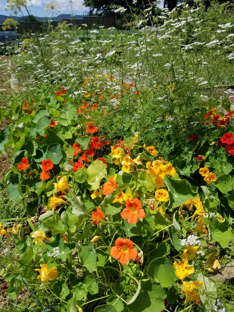 "The hum of bees is the voice of the garden." ~Elizabeth Lawrence 
#Farmsforcitykids #Springbrookfarm  #BeesNeeds #pollinators #bees