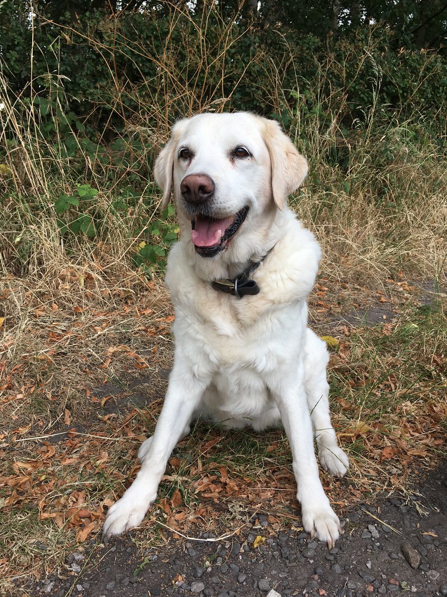 RetiredFaith's tweet photo. I wonder if #MPs will wear a @guidedogs badge this #GuideDogsWeek2018 @gdcampaigns @GDlpool https://t.co/COil6z7Fwj