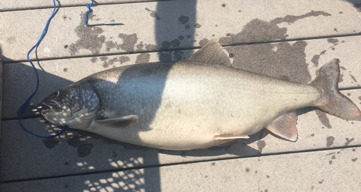 LCDNR's tweet photo. What a hog! This 30-inch splake was caught Monday at Carter Lake. Do you know what two species make a splake? #CLRes https://t.co/TZMx5LjHTb