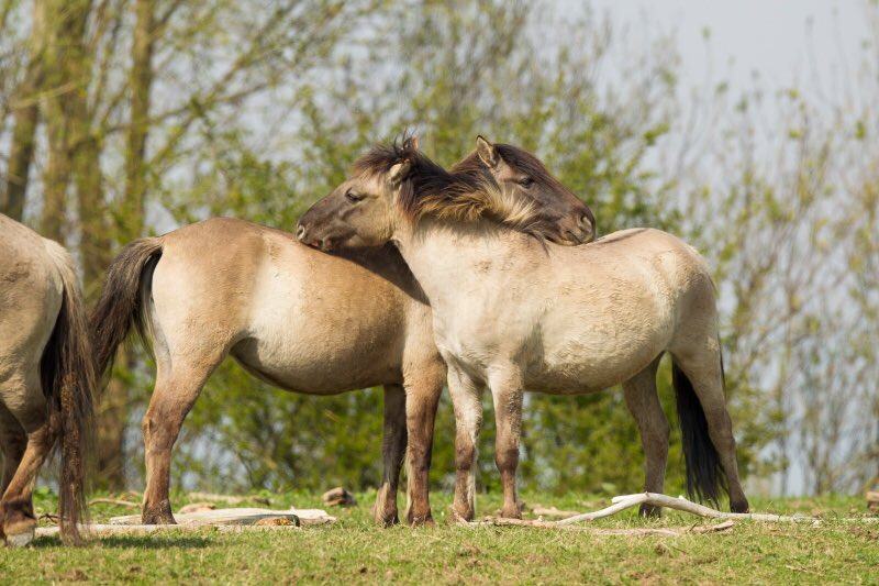 SP_Flevoland's tweet photo. Bijvoeren grote grazers blijft mogelijk! https://t.co/zFNSwofZ0M 
@nosop3 @OmroepFlevoland @telegraaf @EenVandaag https://t.co/jqlP7KBxHO