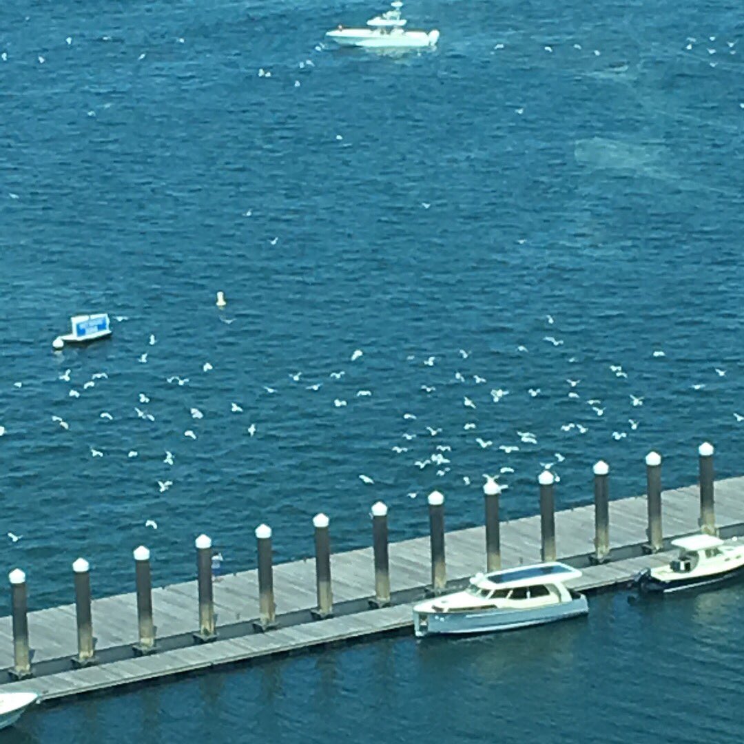 FanPierBoston's tweet photo. Stripers are in 🐟
#itsallhereatfanpier #fisharejumping #Boston #Seaport https://t.co/YtFRL5h5SG