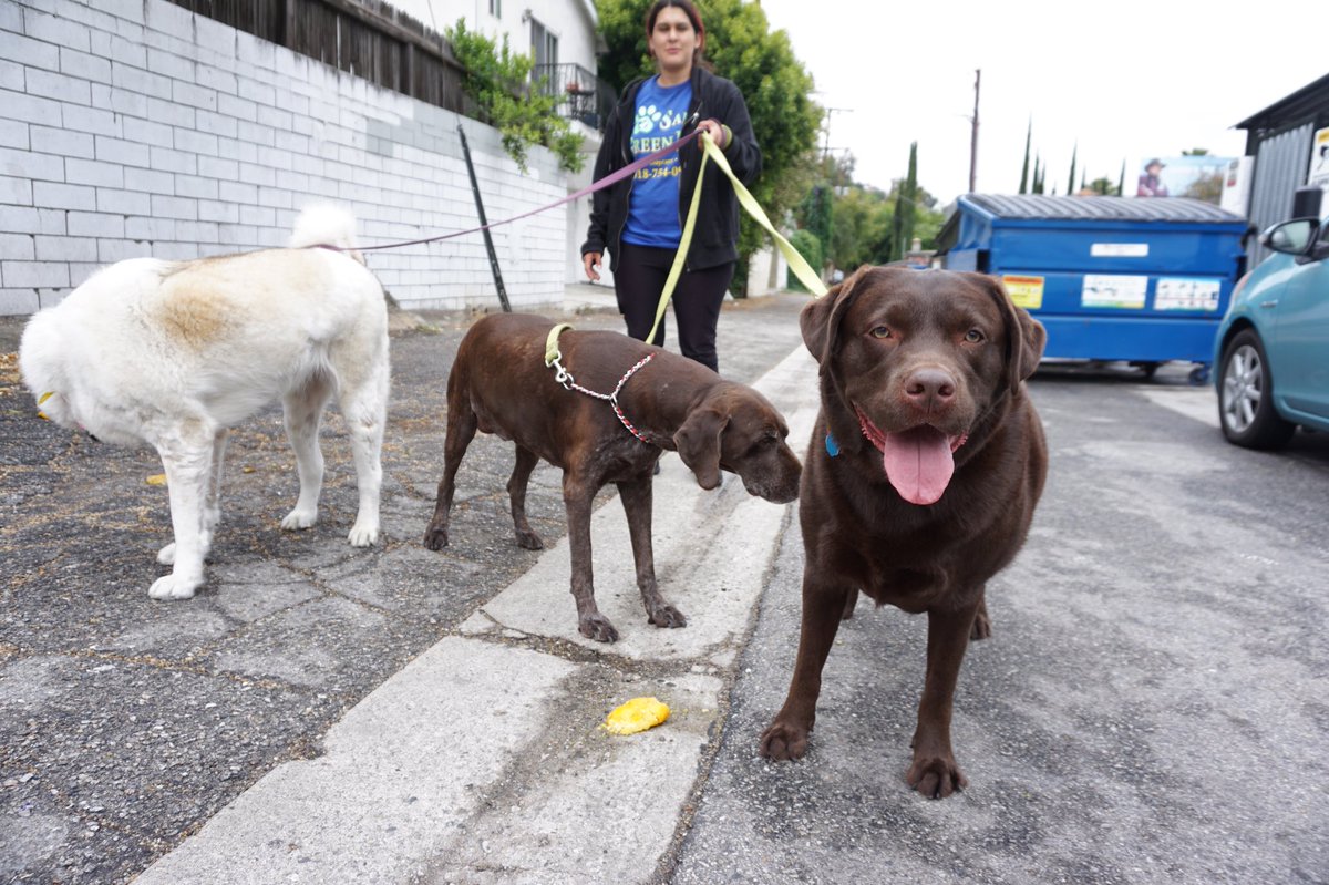 During this summer heat we’ll be doing walks early in the am only. We do this with your pups health and safety in mind! #toohotoutside #samsgreenpaw #dogsatplay #dogwalker #studiocity