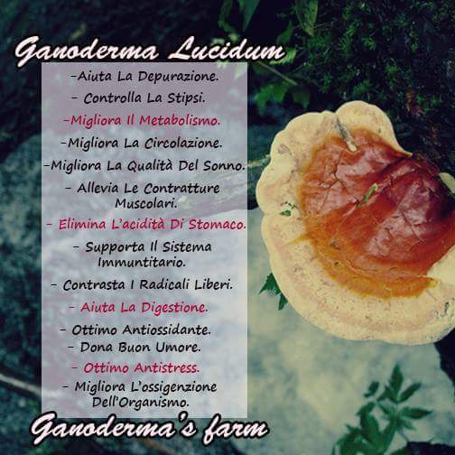 ganosalute's tweet image. Ecco alcuni dei benefici del #ganodermalucidum