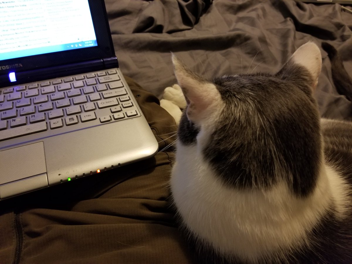 ProfTags's tweet image. Kitty writing assistant helping out while I get stuff done and watch the World Cup, hiding in the bedroom while my 7yo plays Minecraft in the other room. #KittyTA @catsofpolisci