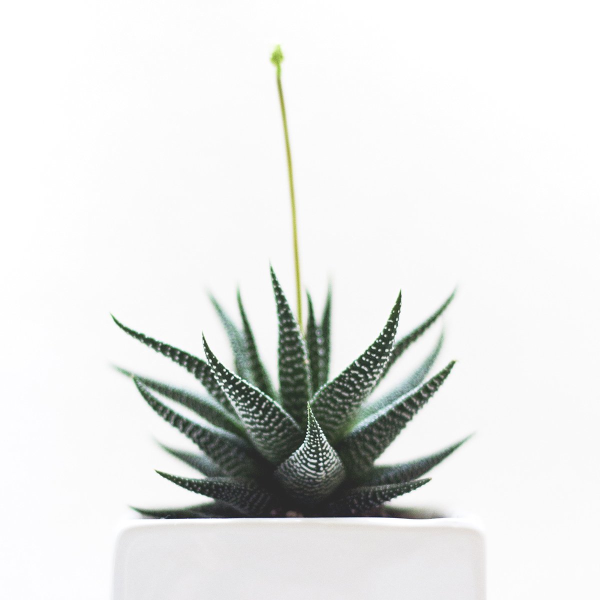 flowernite's tweet image. #FlowerTips 🌵Noticed a long mysterious stem growing out of your Hawarthia? Don't panic. This means you're doing everything right! This is a flowering succulent &amp;amp; when well cared for, small flowers may appear in the summer months on the end of this long stem. WHO KNEW?! 😲#facts
