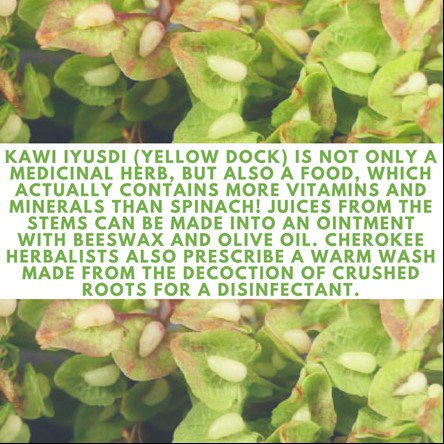 mankillerdoc's tweet photo. Did you know that #YellowDock can be used as an ointment and disinfectant? #WellnessWednesday #WednesdayWisdom #Mankiller https://t.co/tncnjuP4tg