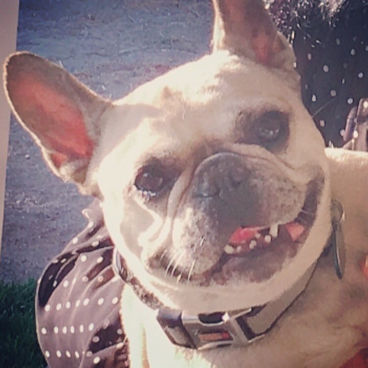 TaraSutphen's tweet photo. Beanie sends Kisses to everyone who wished him Birthday Love ❤️ #frenchbulldog #frenchbulldogsofinstagram #frenchie #beanie #beaniesendskissestohisfriends #followforfollowback #bentleybean #lovelovelove #lovedogs @tara_insight https://t.co/IsR7rgQdek