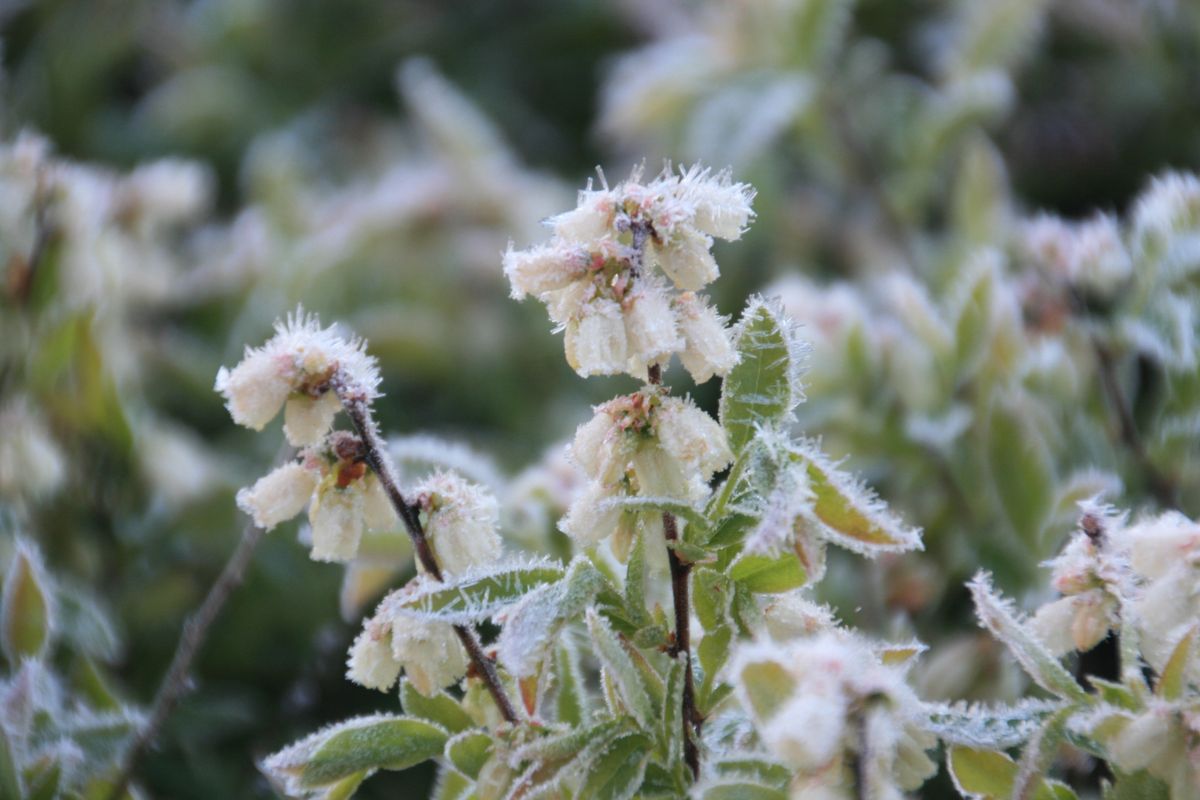 globeandmail's tweet photo. At least 60 per cent of Nova Scotia’s blueberry crop damaged by killer frost: producers https://t.co/ktea66aR21 https://t.co/sFOFExmyKQ