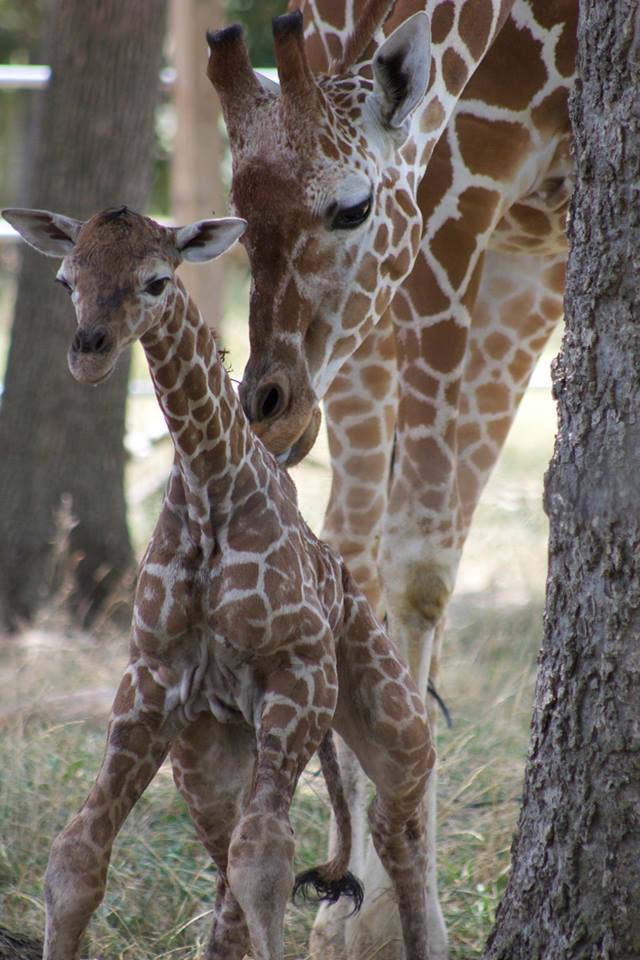 KANSASMag's tweet photo. Congratulations to Abi the Giraffe at the @TopekaZoo! Today she gave birth to her first calf, named Konza. Now we're waiting for Hope the Giraffe to have her calf. (photo credit: Topeka Zoo). https://t.co/PFQzNXtR5E