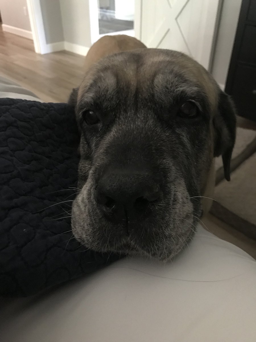 Jord_Betts's tweet photo. Trying to take a nap and keep waking up to this wanting a belly rub. #ummhello https://t.co/25GiTN9EL5
