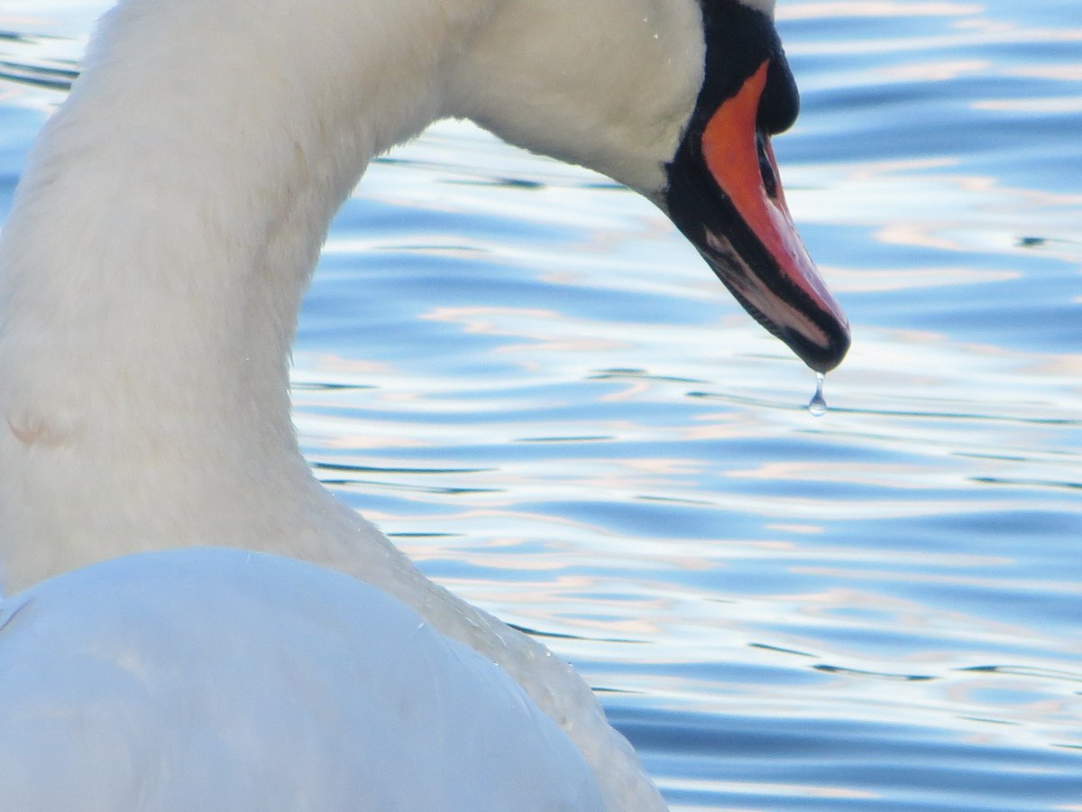 download floodplain wetland biota in the murray darling basin water and habitat