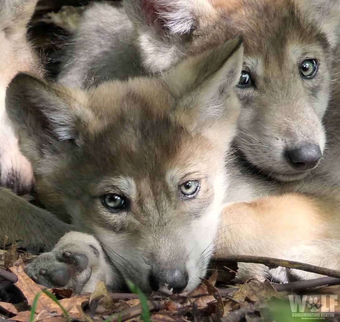 At 2 months old, Mexican gray wolf pups are active romping and wrestling with one another! Beyond being great fun for the siblings, the pups are sharpening important skills, strengthening family bonds, + establishing their social status within the pack.