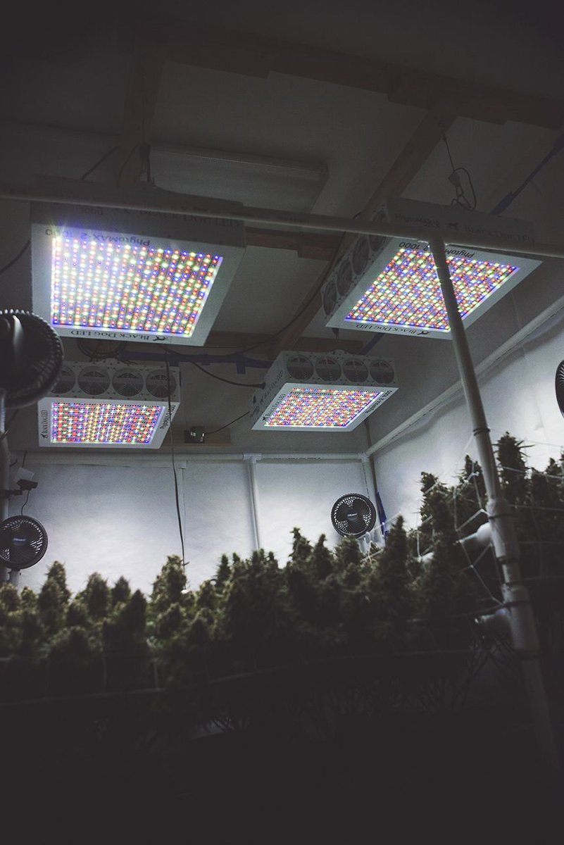BlackDogLED's tweet photo. PhytoMAX-2 by Black Dog LED. Maximize your yields with the best grow light made. Contact your local hydroshop or visit us at https://t.co/lWrwashrKv for more information. Home growers or commercial, we are here to help plan your grow. https://t.co/C2qaZ865GI