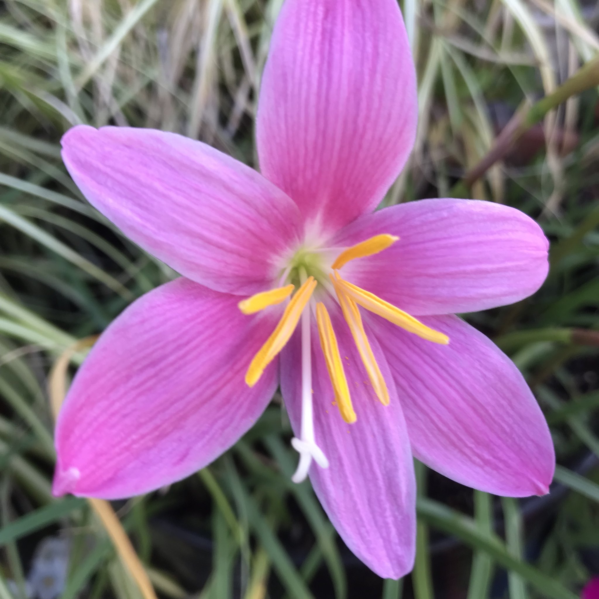 花ひばち 優しい繋がりに感謝 お早うございます ゼフィランサス ピンク 色の花を咲かせるサフランモドキと白い花のタマスダレが最もよく親しまれています 球根の植物なのに 雨が降って球根が潤うと花がわっと咲き花期が長く ポピュラーな