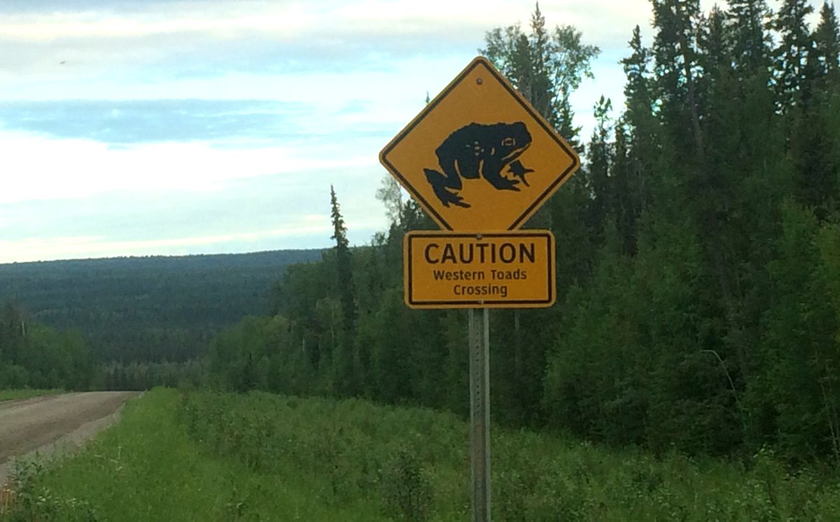 GNWT_INF's tweet photo. Thanks to our staff in the #Dehcho region for installing new warning signs for the #WesternToad on #NWThwy1. If you plan on driving near the Muskeg River, keep an eye out for these signs and our tiny little toad friends! #SafeDriving https://t.co/A23JmJMUUf