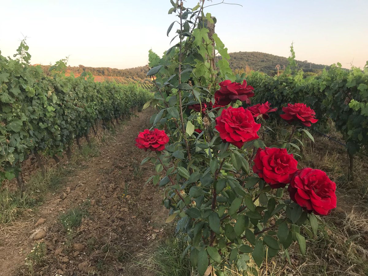 Bulichella tweet media