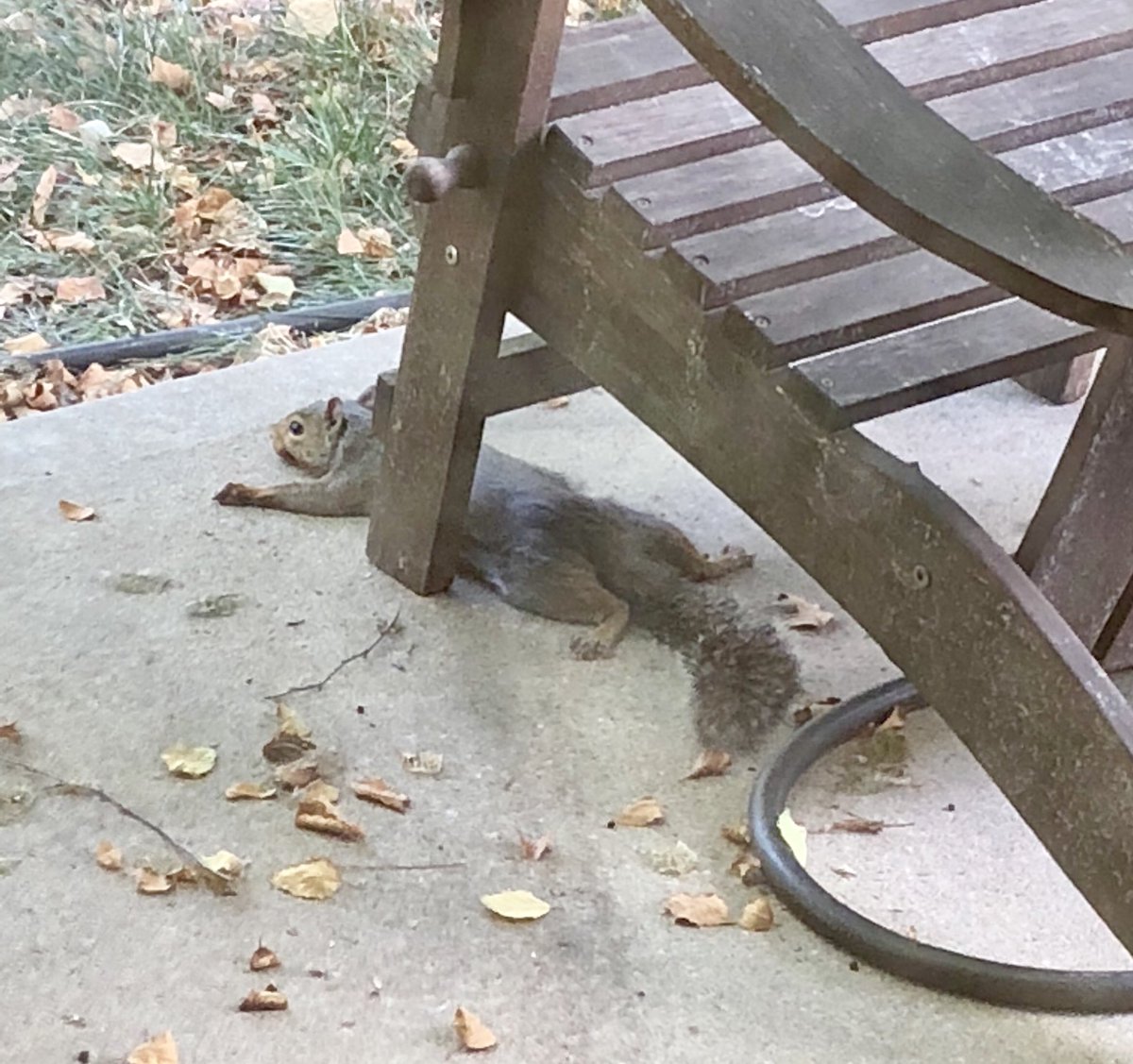 KeriCollison's tweet photo. Apparently this is how squirrels stay cool on my patio... #beattheheat #squirrelshenanigans https://t.co/on571GqB16