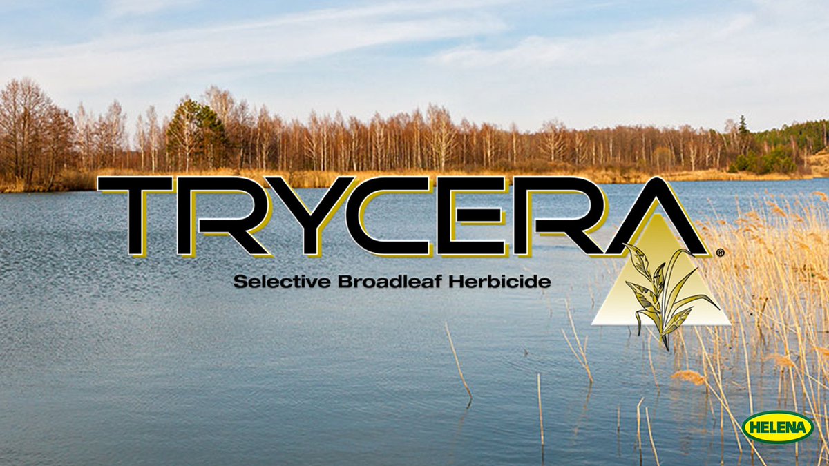 HelenaSpecialty's tweet photo. Control broadleaf weeds with #Trycera—effective under the most extreme environmental conditions. #Aquatics
#TrustHelena | https://t.co/BHr1IUmDJ2 https://t.co/wuFgX2v0Zn