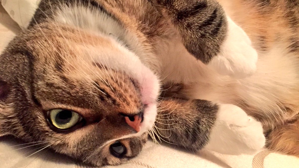 best_cat_mochi's tweet photo. Sometimes I lies awake and wonders if the Internet really needs another beautiful cat picture and then, something deep inside tells me, yes, they probably does. #NeverTooMany #CatsOfTwitter #DeepCatThoughts https://t.co/GcWu47xAr5