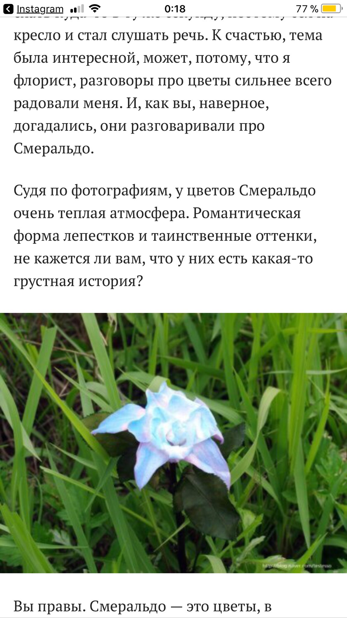 Цветок Смеральдо Легенда