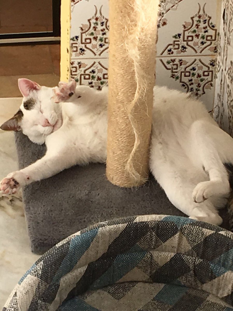 O gato mais fofinho que vocês vão ver hoje