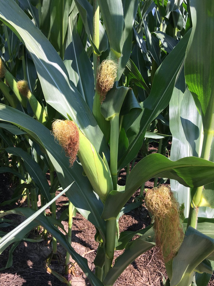 OrganicWriter's tweet photo. Enjoying #farmtour W #Southern #CoverCrops Council #SCCC board at #Auburn AL - SARE #SSARE #ag #sustainableag #farming #southerncovercrops https://t.co/YwBBVbVjJ7