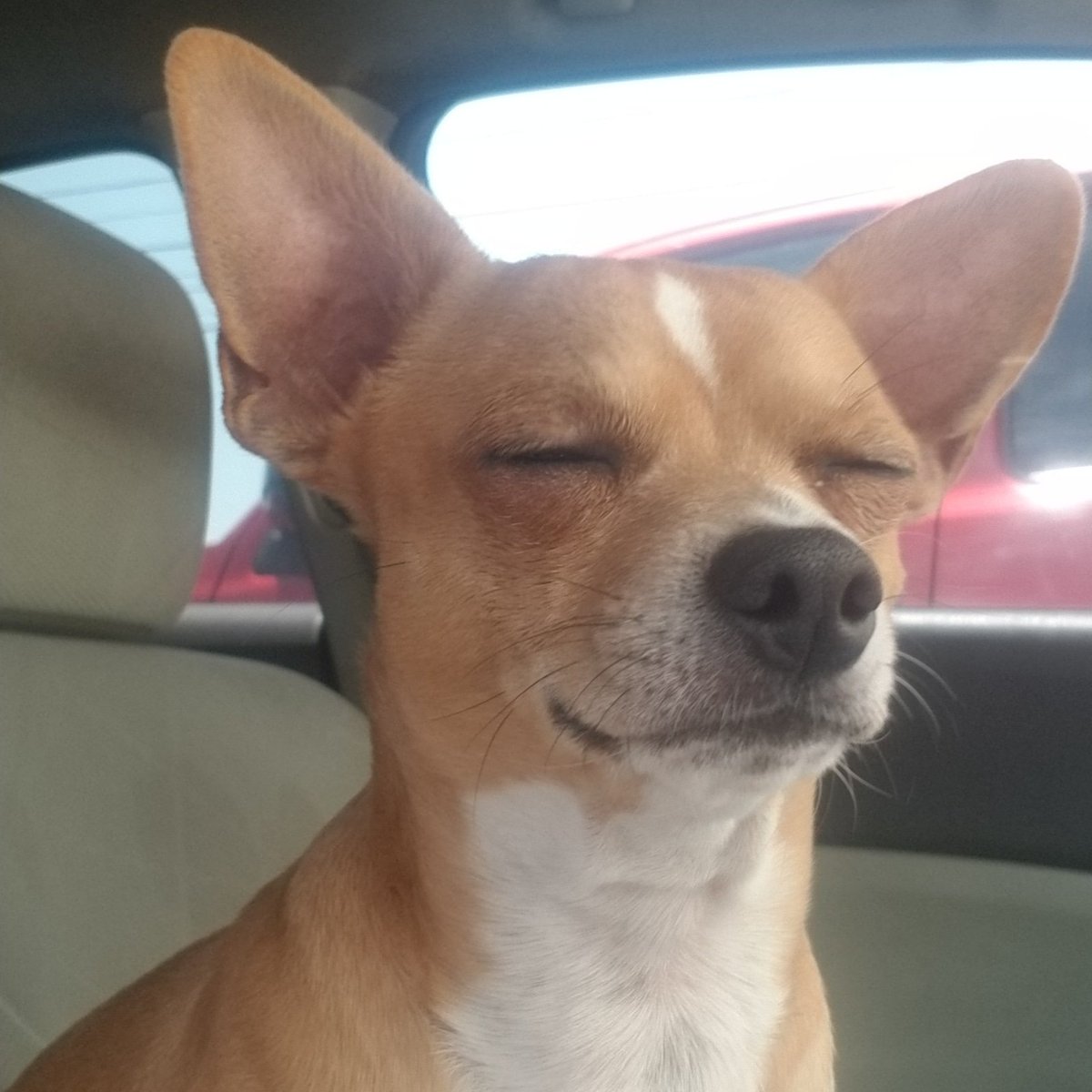 Kdiaz1123's tweet photo. Don't bug me, trying to sleep! https://t.co/RGgVzNBEN9