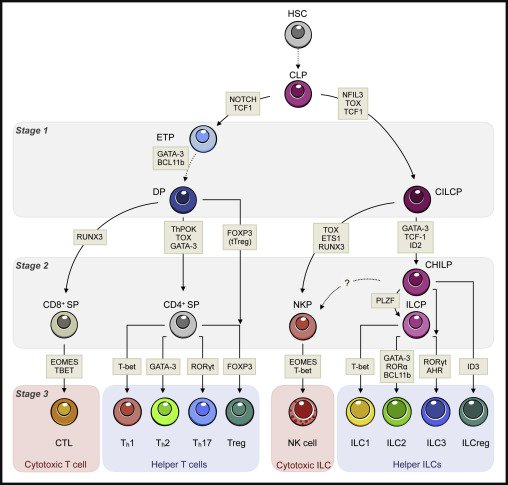 ImmunityCP tweet picture