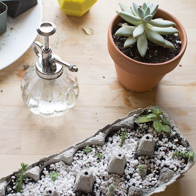 Wearplants's tweet photo. Planting succulent props this afternoon. Grow strong little plants, grow strong! #succulent #plantsmakepeoplehappy #plantlady #gardening #leafladies https://t.co/nzfiTk73wT https://t.co/Uq3VpMF2qr