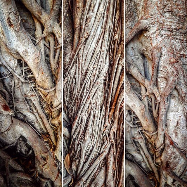 amadmonkstyle's tweet photo. Palermo. Albero. Tree. Piazza Marina
.
.
#palermostreets #palermo #sicilian #sicily #sicilia #italy #italia #tree #alberi #albero #parco #park #garibaldi https://t.co/fHBek1IkkJ https://t.co/WbycWUfni8