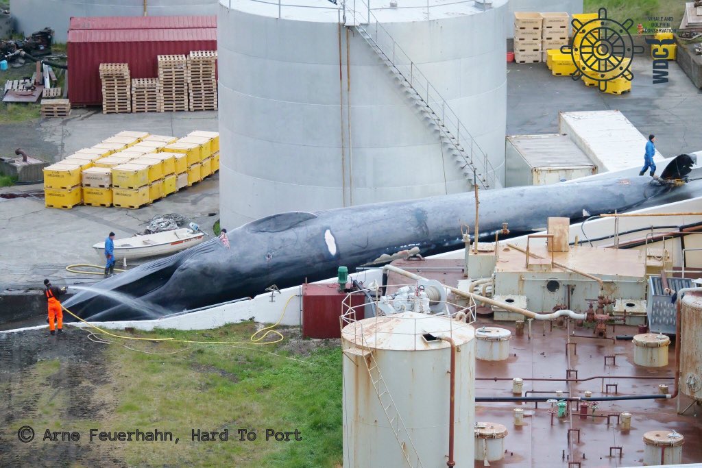 BellaLack's tweet photo. Iceland whale hunters have slaughtered an endangered blue whale! 

These majestic giants are the biggest creature to ever exist in the universe (as far as we know). Yet once again humans lack the respect that this magnificent beast deserves.

Tell @katrinjak to please STOP this! https://t.co/S8nk32DmnW
