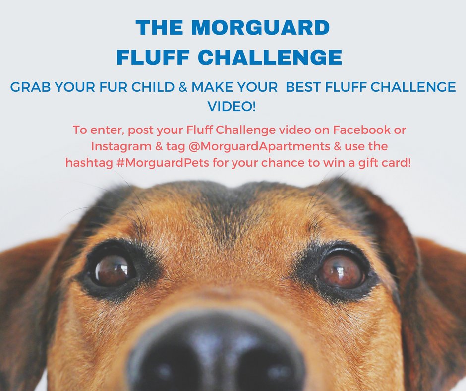 Here at <a href="/MorguardApts/">Morguard Apartments</a> we love #PetFriendly living, which is why we're excited to announce The Morguard Fluff Challenge! Enter the challenge until the end of the month for a chance to win a Starbucks Gift Card! #MorguardPets
