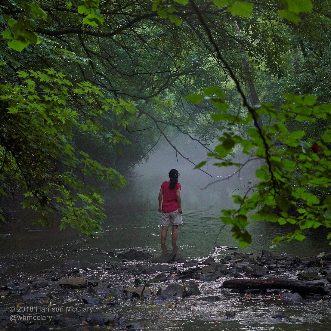whmcclary's tweet image. We waded the Little Harpeth at River Park in Brentwood, Tennessee while walking the dog tonight. 
#nikonnofilter #nikond850 #littleharpeth #brentwoodtn #riverpark
