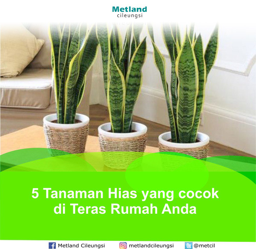 Tanaman Yang Cocok Untuk Teras Rumah Inspirasi Desain Tanaman Yang Cocok Untuk Teras Rumah Inspirasi Desain