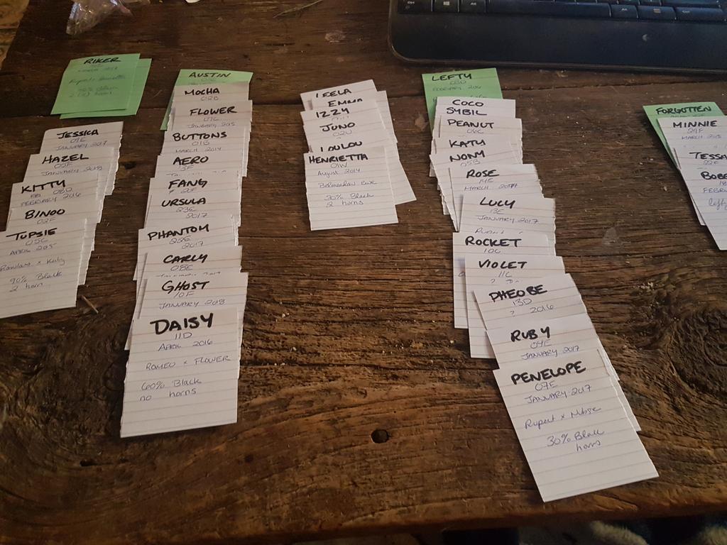 NesFarm's tweet photo. These are likely going to change a bunch in the next month but seemed the best way to make breeding groups and figure out what I want to do in the next couple months 

An outside ram of quality would make this SO much easier 🤦

#JacobSheep #Lamb19 https://t.co/ZNh65dx3Gl
