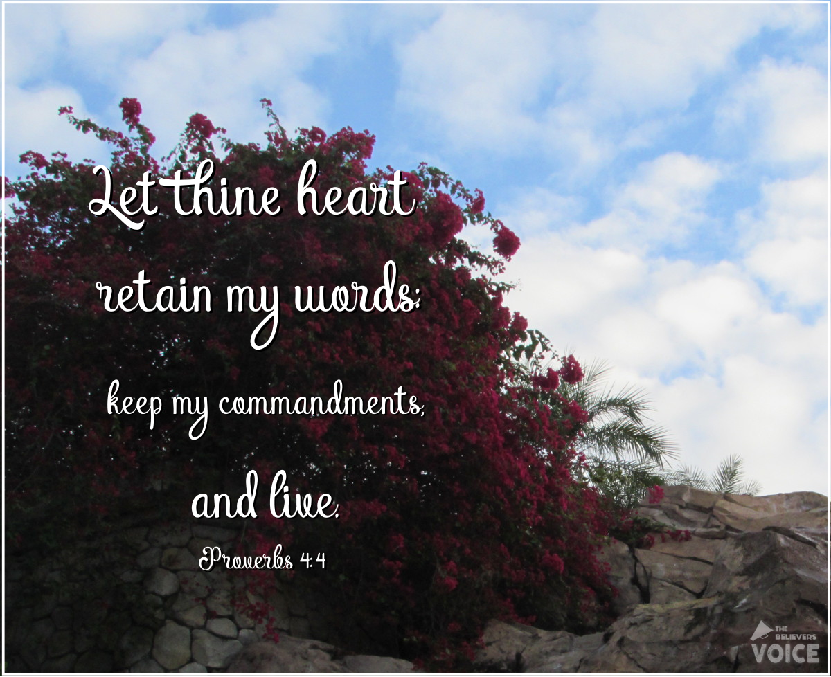 TBV_Post's tweet photo. "Take hold of my words with all your heart; keep my commands, and you will live."
#GetWisdomatAnyCost https://t.co/ARmimshnKP