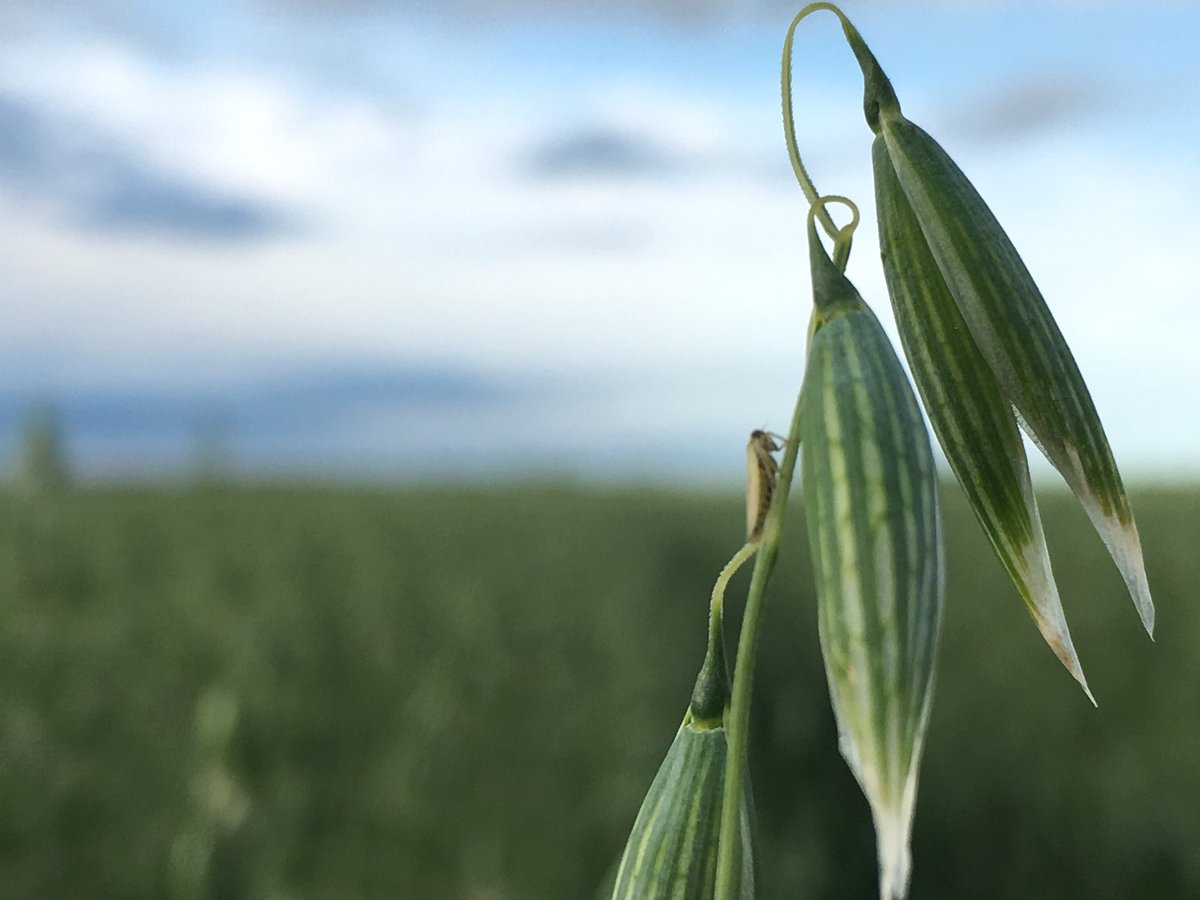taylorkoetler's tweet photo. #scout2018 #oats https://t.co/gnganRCsr6