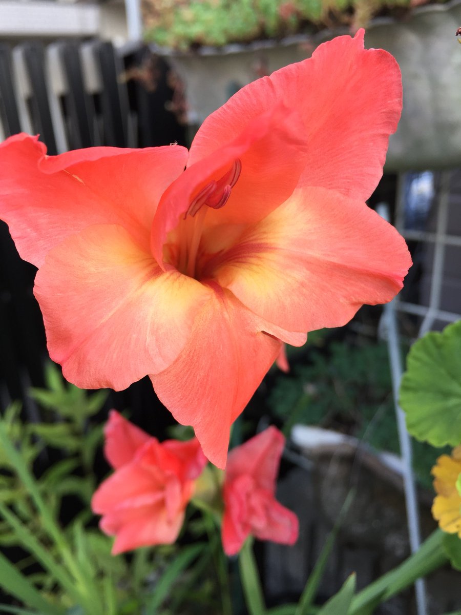 Lemontanalogue The Day 95 暑さ じわり ひまわり 花壇 ブルーベリー 家庭菜園 Sprekelia 燕水仙 水栽培