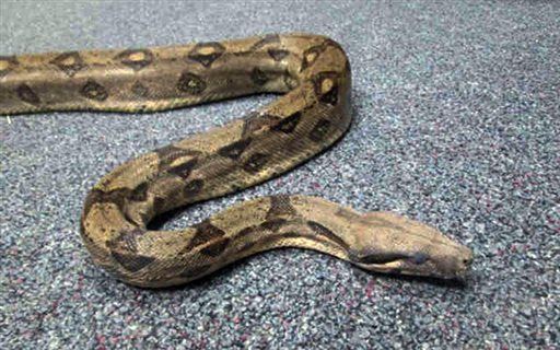 Newser On Twitter Massive Snake Falls From Ceiling Onto Sleeping