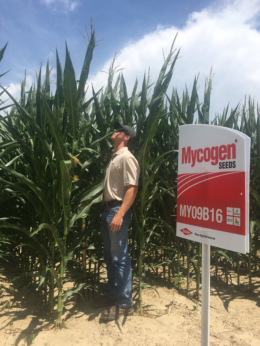 AAron_goodnight's tweet photo. Looking at some of the exciting new hybrids @MycogenSeeds has to offer this year with my fellow TM Braydon Kitchel. This plot with Landrum Family Farms and @Ceres_Solutions is looking great this year! @MYPamDavis #HeartlandHarvesters #grow18 #FlatFrank https://t.co/ynUMbgGlm8