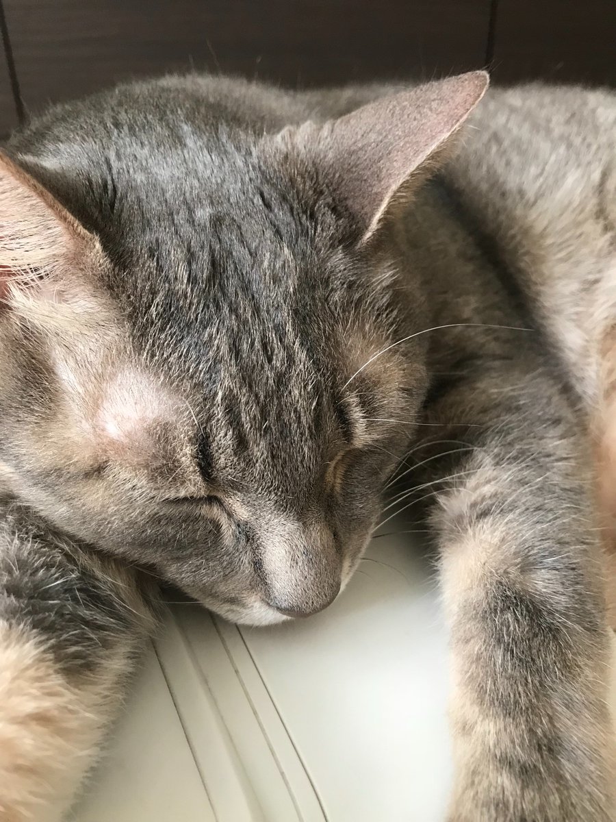 猫さんの毛の流れを図解したイラストのもふもふっぷりがすごいし参考になる 鼻のところが猫のつむじ Togetter 猫さんの毛の流れを図解したイラストのもふもふっぷりがすごいし参考になる 鼻のところが猫のつむじ Togetter