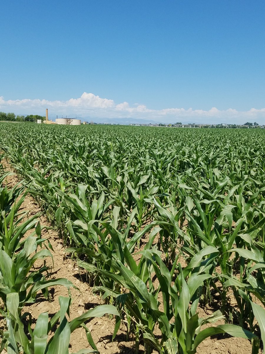 BakelFarms's tweet photo. @PioneerHiPlains Hail damage 6/27 vs. 7/11. There was stand loss, but not as devastating as it looked. https://t.co/DOl9rTNb8Q